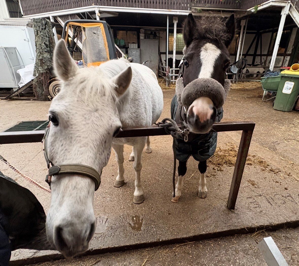 Soft Opening: Reiten für Kinder im Ponyclub Seestadt