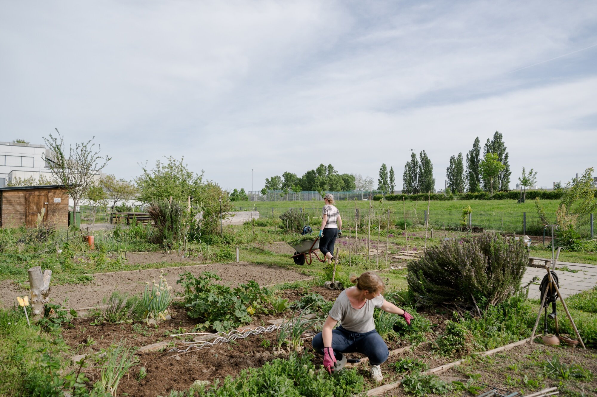 Gemeinschaftgärten im Madame-D´ora-Park mehrere Menschen pflegen Gemüse- und Obstbeete in einem Gemeinschaftsgarten in einem großen grünen Park mit Hügeln und Bäumen