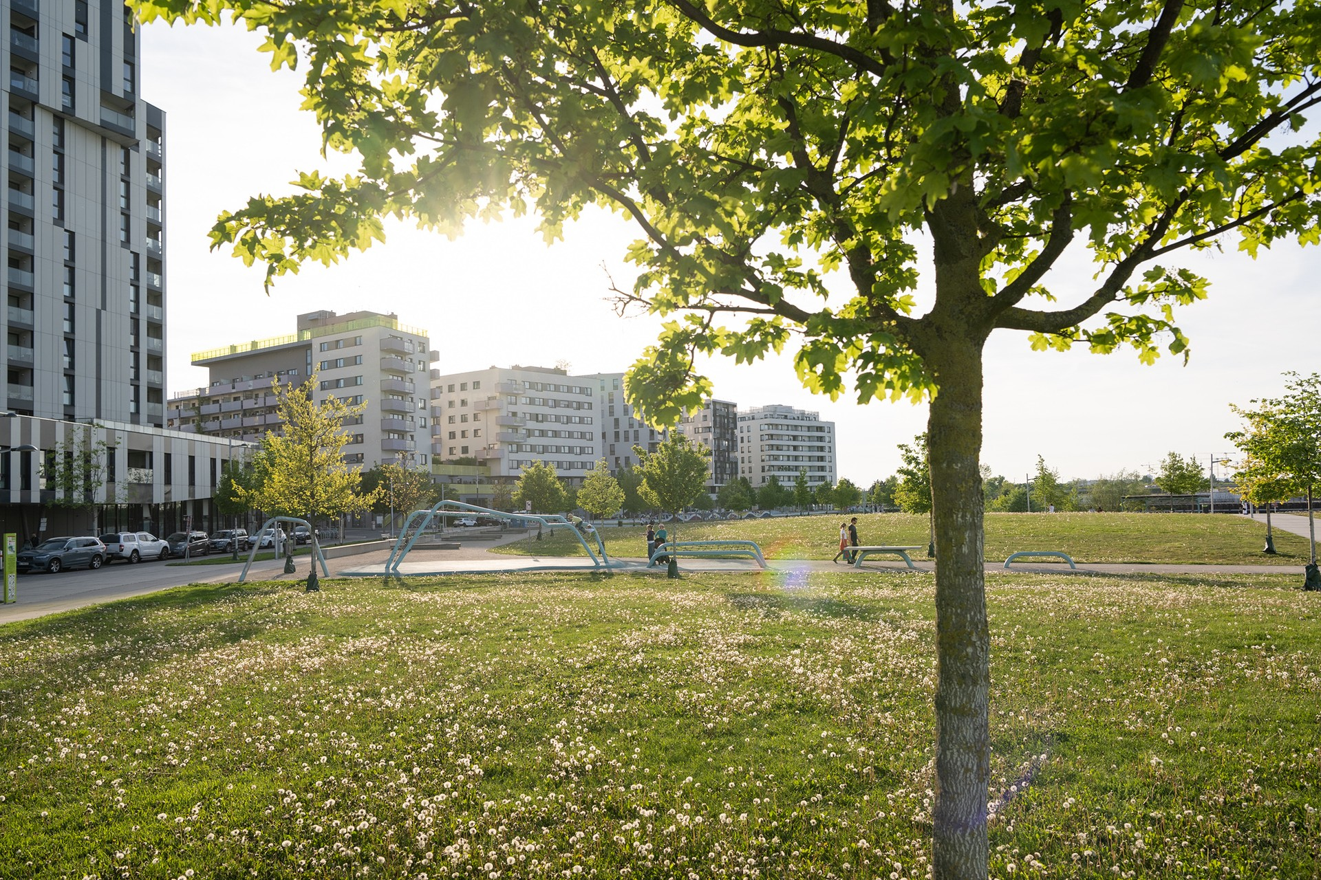 Nachhaltigkeit ist fest in der DNA der Seestadt verankert Grasfläche mit unterschiedlichen Pflanzen, dahinter Gebäude im goldenen Gegenlicht.