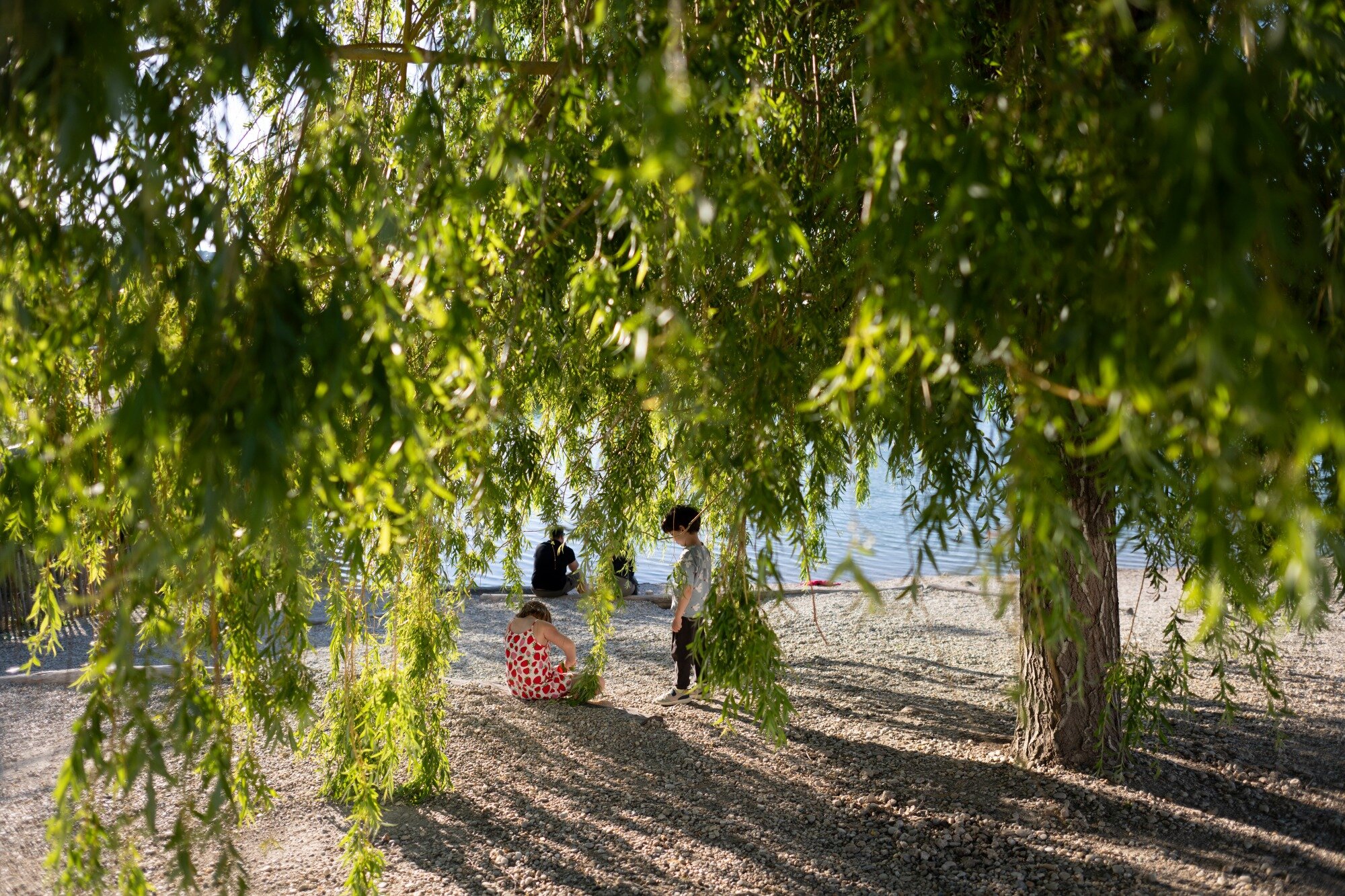 beschatteter Badezugang asperner See Kinder spielen unter einer großen Weide am Ufer des Sees in der Seestadt