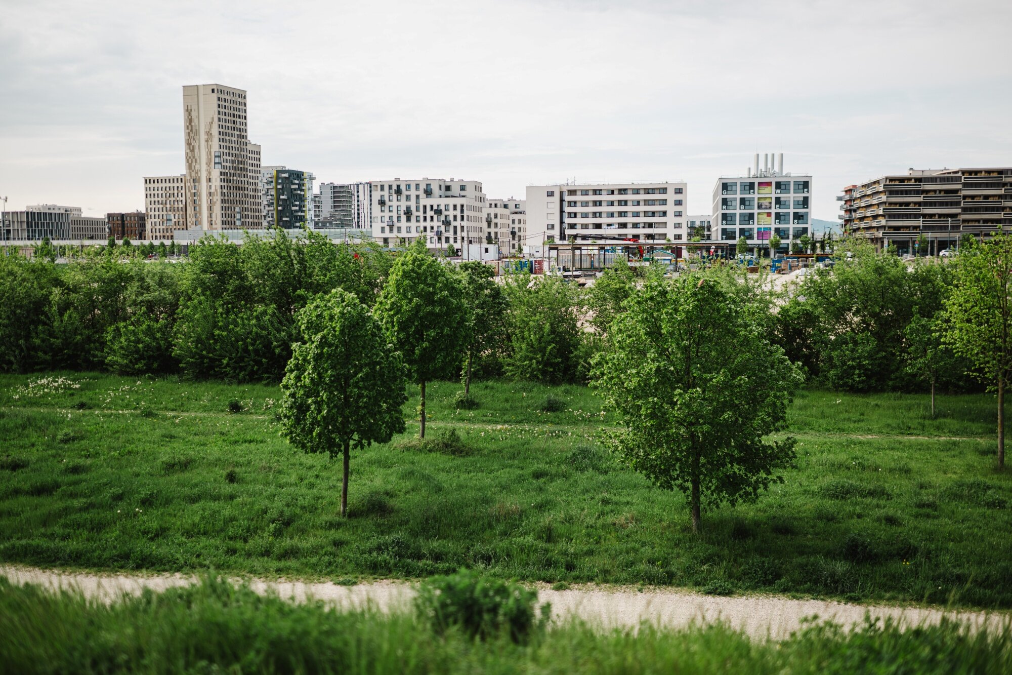 Naherholungsgebiet asperner Terrassen direkt vor der Seestadt Blick vom Hügel auf einen Weg im grüner Wiese mit kleinem Wald und Skyline im Hintergrund