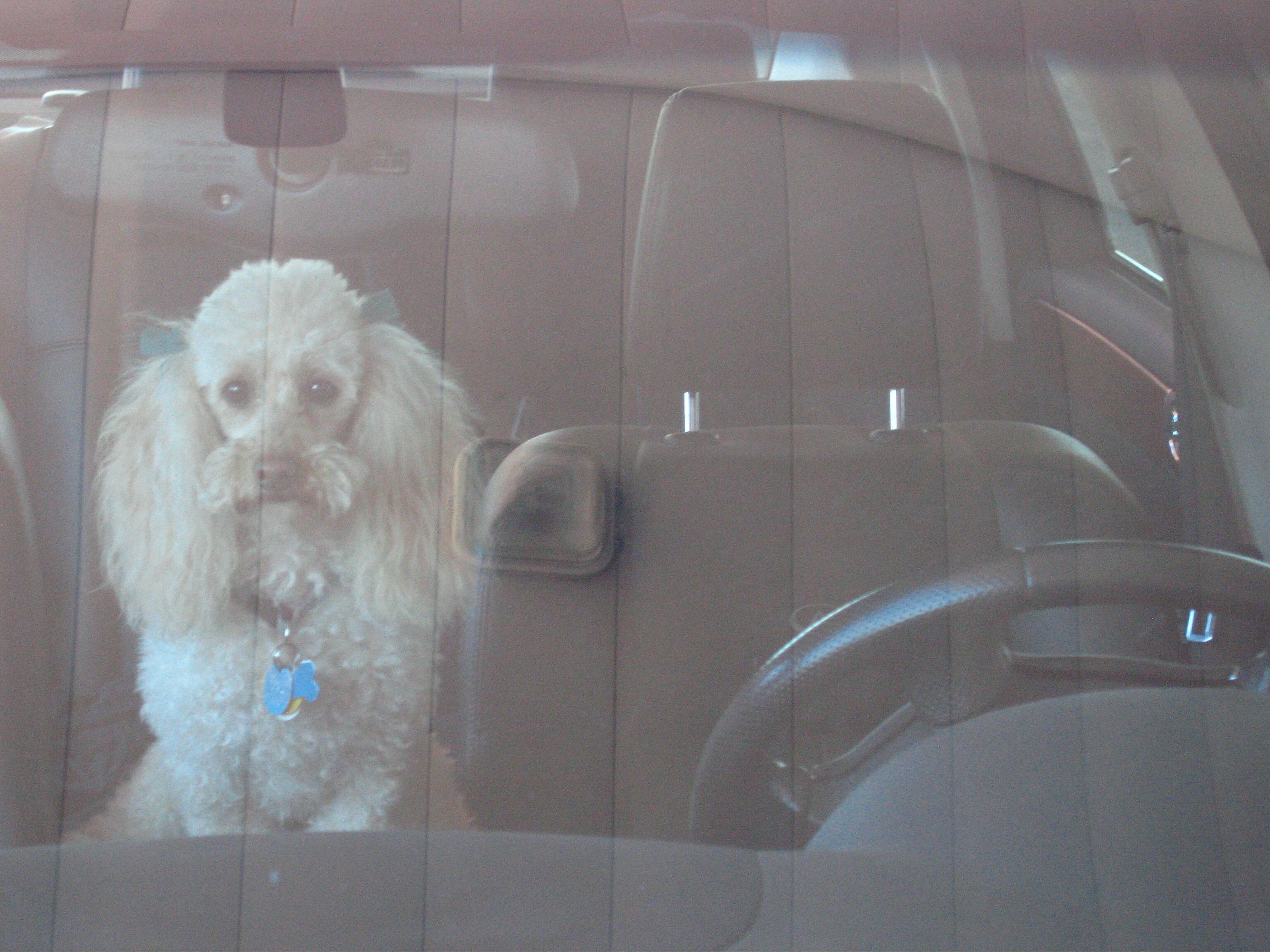 stadt.schreiben: Des Pudels Kern