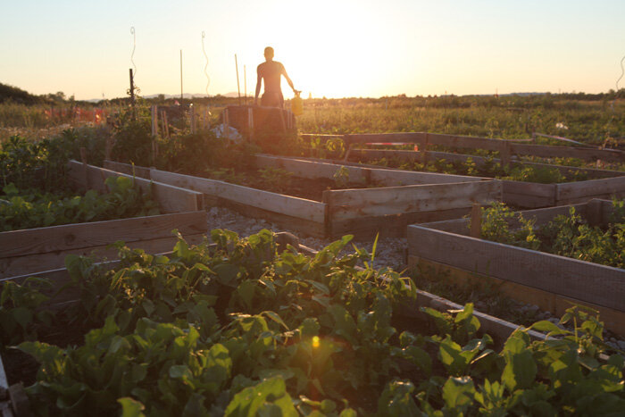 WienXtra Familientage im Seestadtgarten: Naturnahes Gärtnern