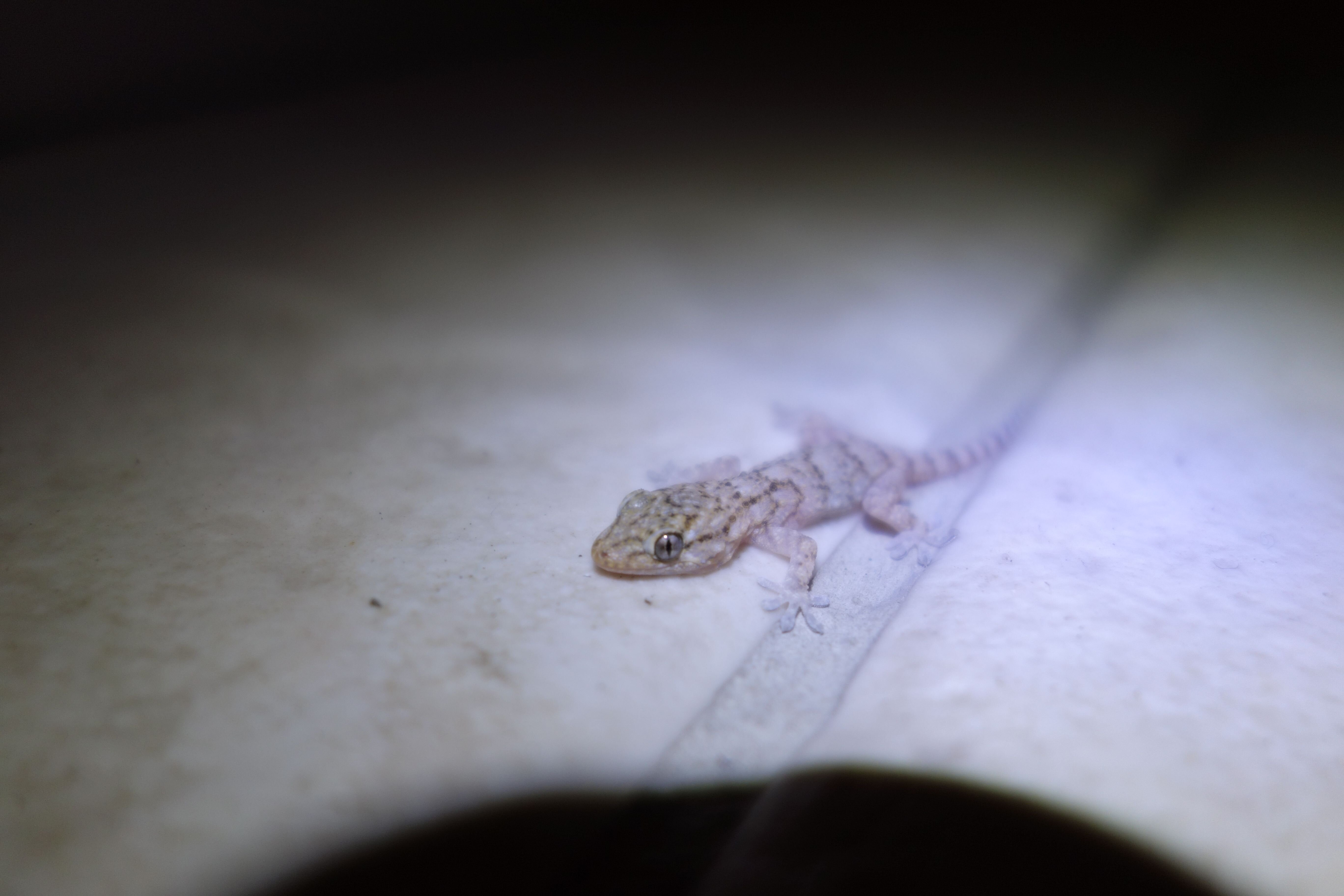 stadt.schreiben: Heideggers Haustiere