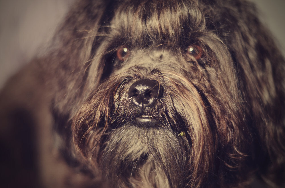 Fotorückblick: PUBLIK. Menschen. Hunde. Städte