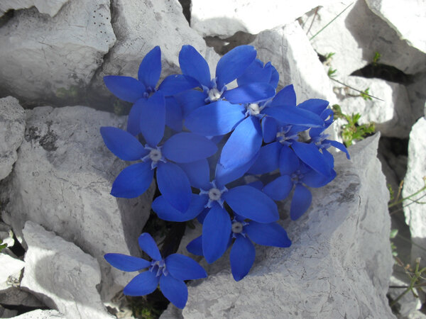 1. Mai: Essbare Wild- und Heilkräuter in aspern Seestadt