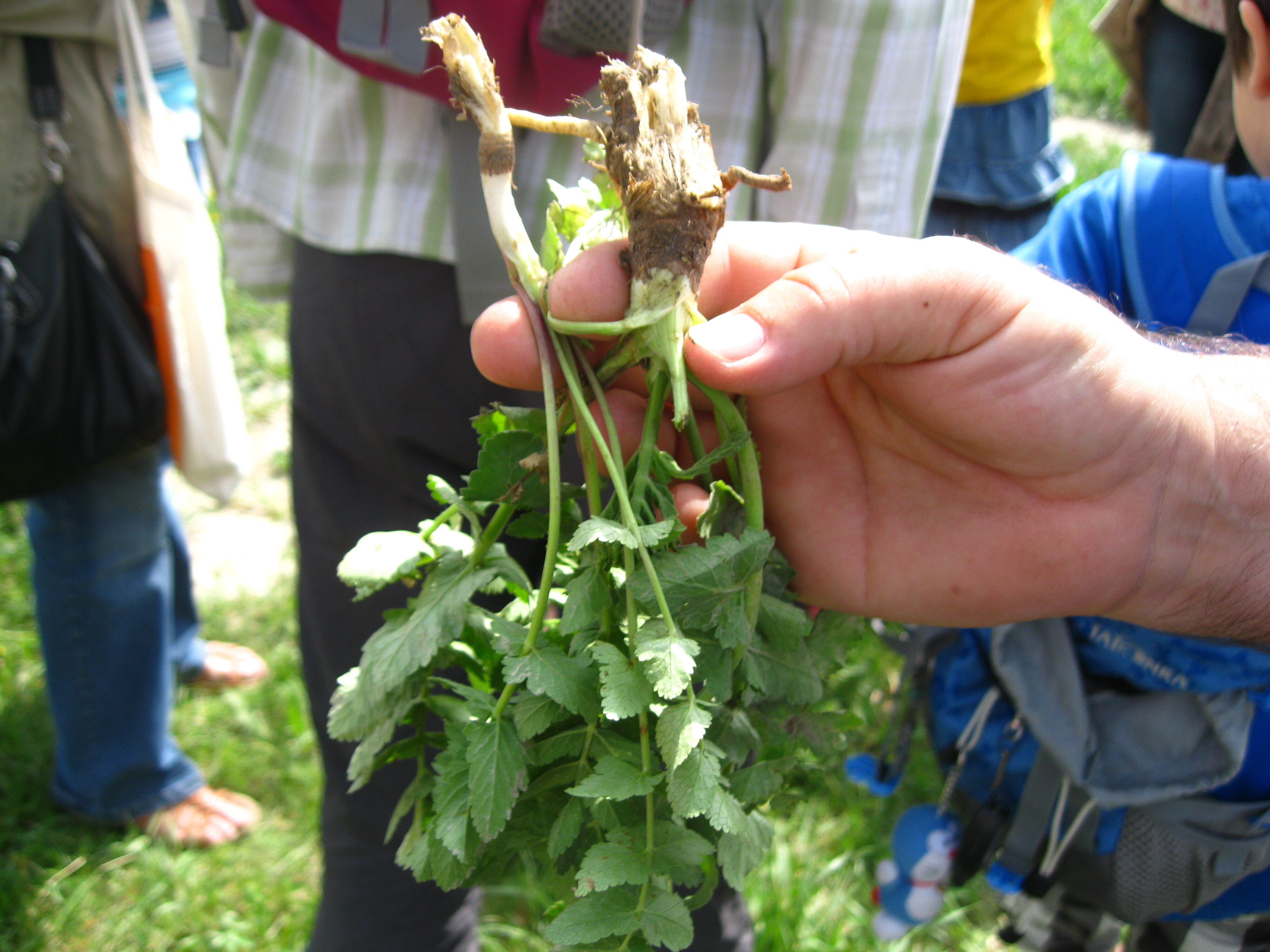 Fotogalerie: 1. Mai im Seestadtgarten