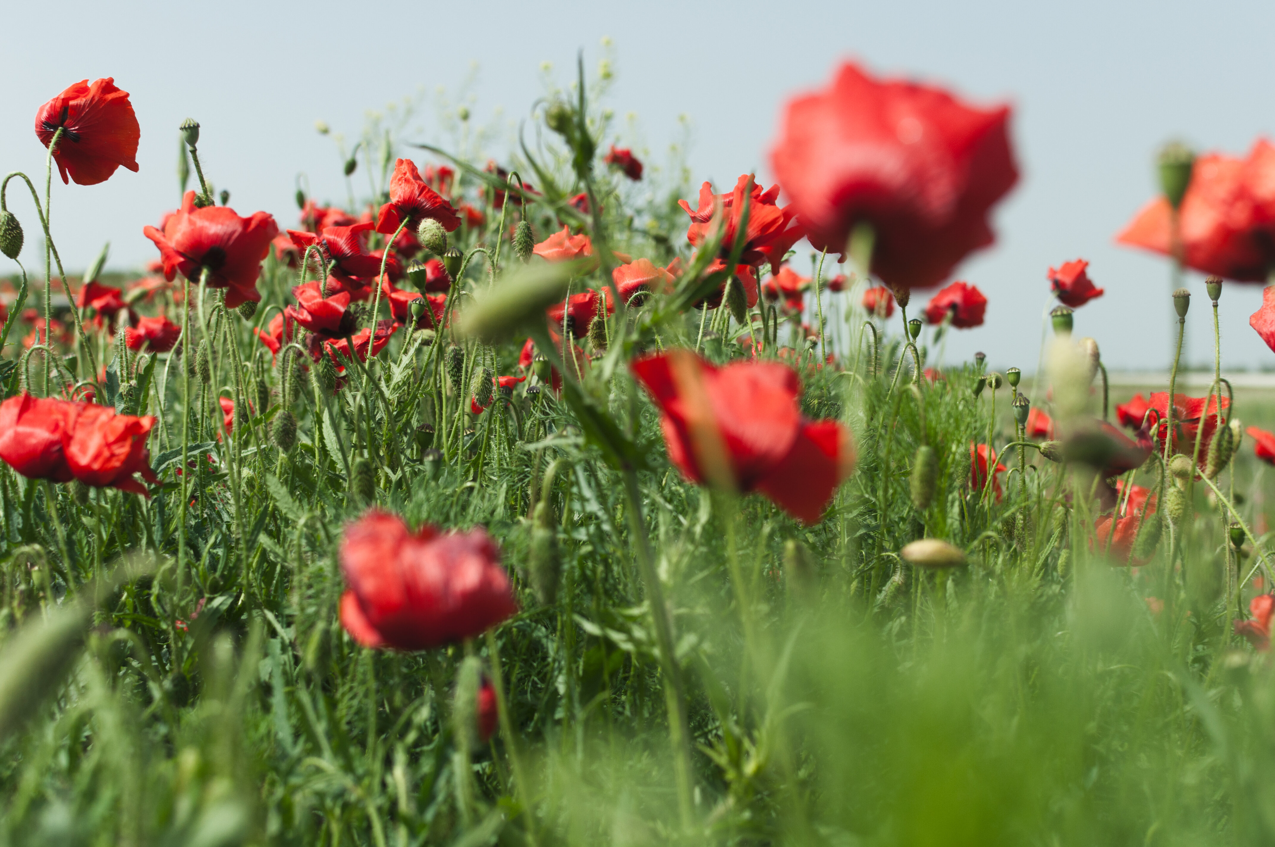 9. Mai: SMART CITIZEN LAB & KönigsKinder