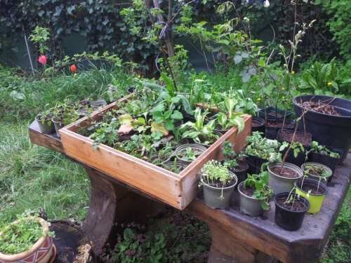 Lange Nacht der Wiener Wildkräuter 2016