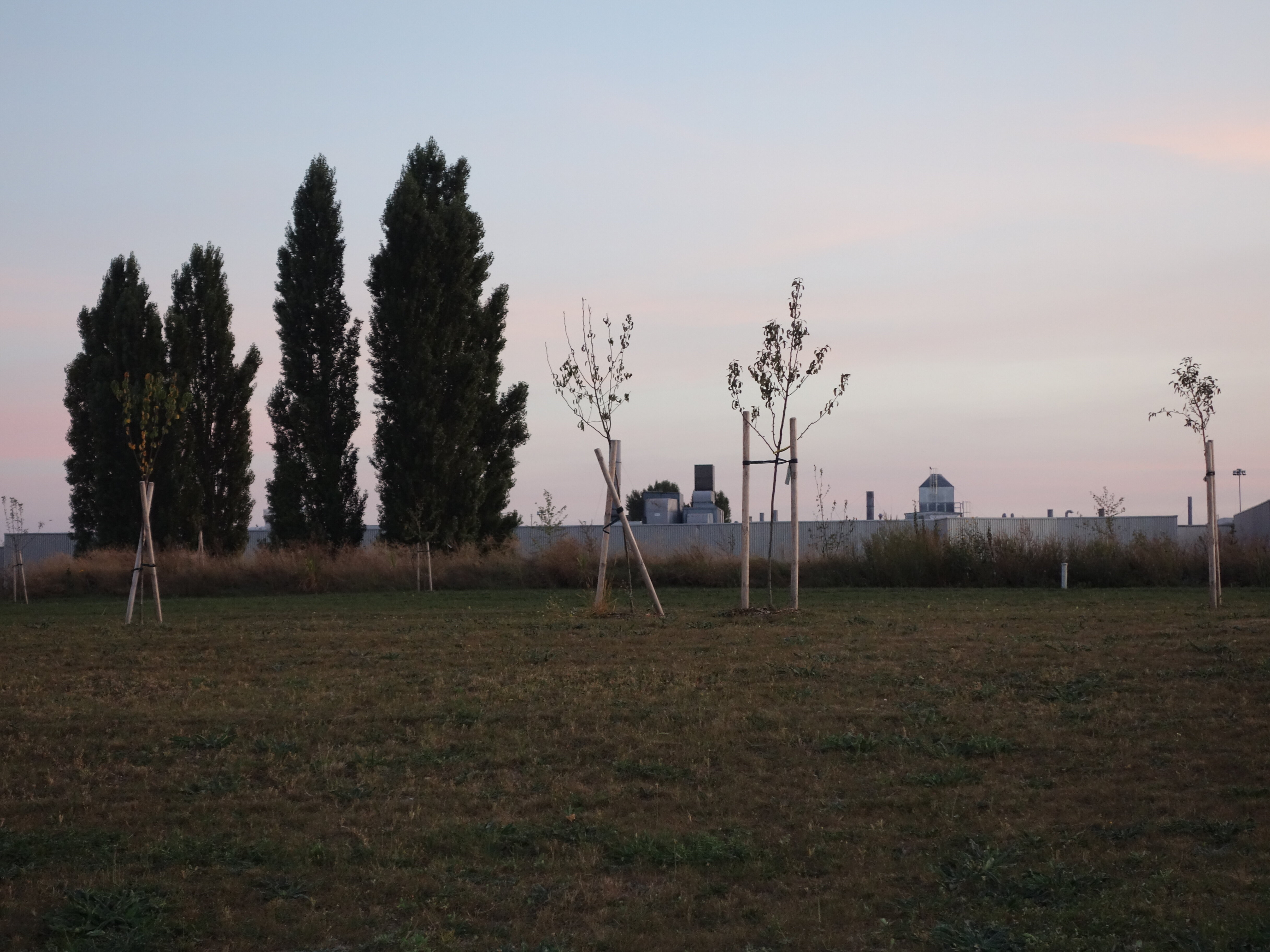 Obstbäume suchen PatInnen!