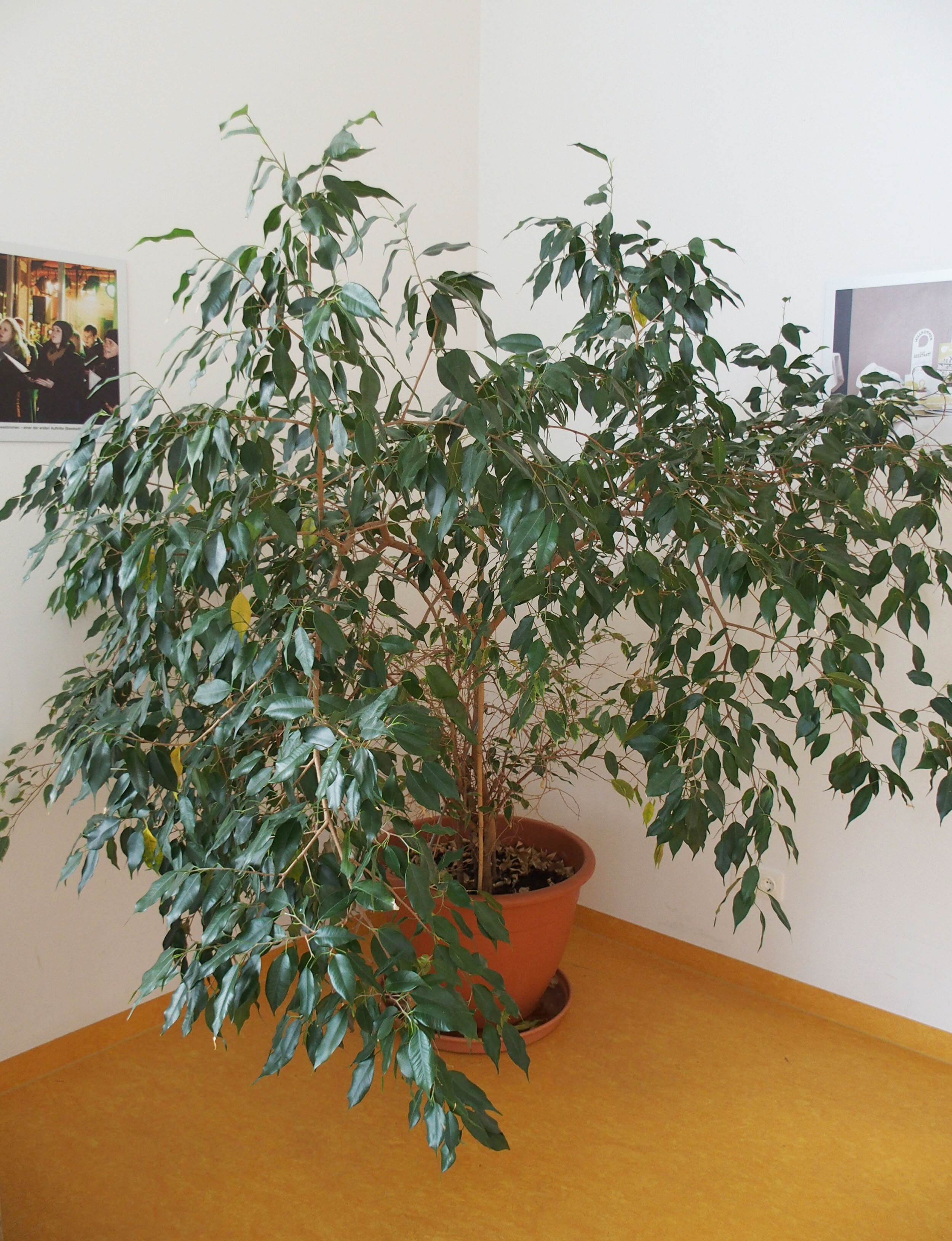 Marie hat ein neues Zuhause gefunden!