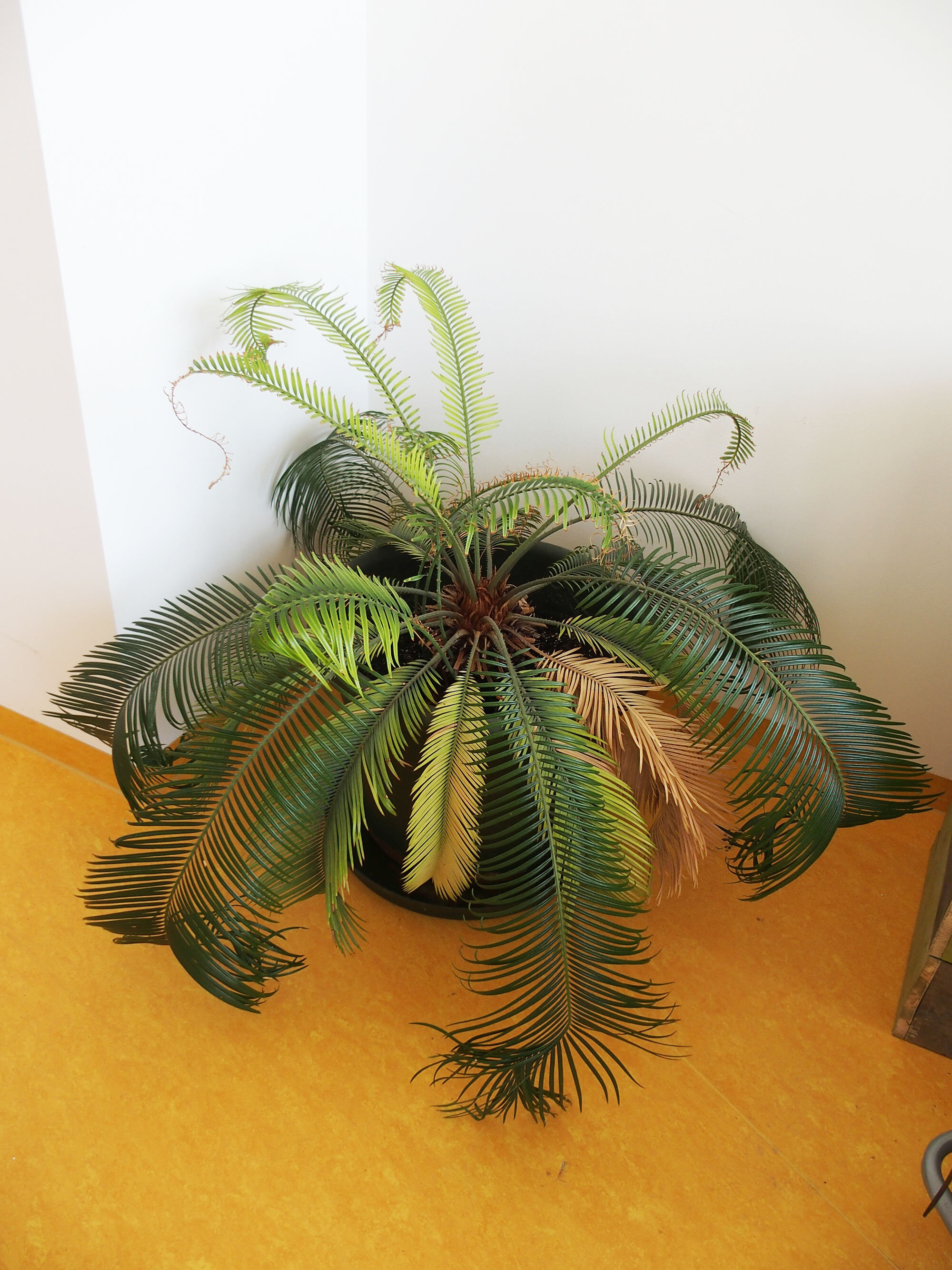 Erich hat ein neues Zuhause gefunden!