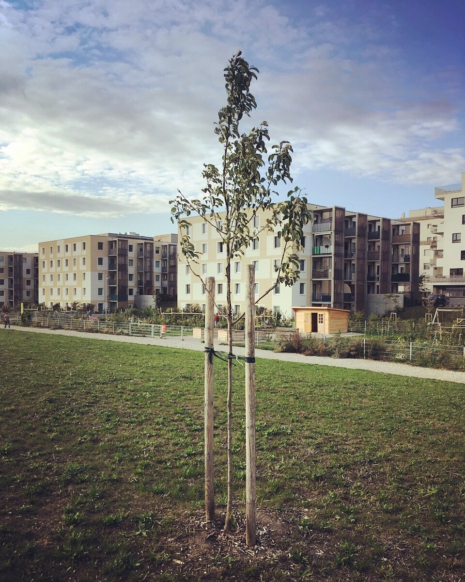 Foto eines Seestadt-Obstbaumes