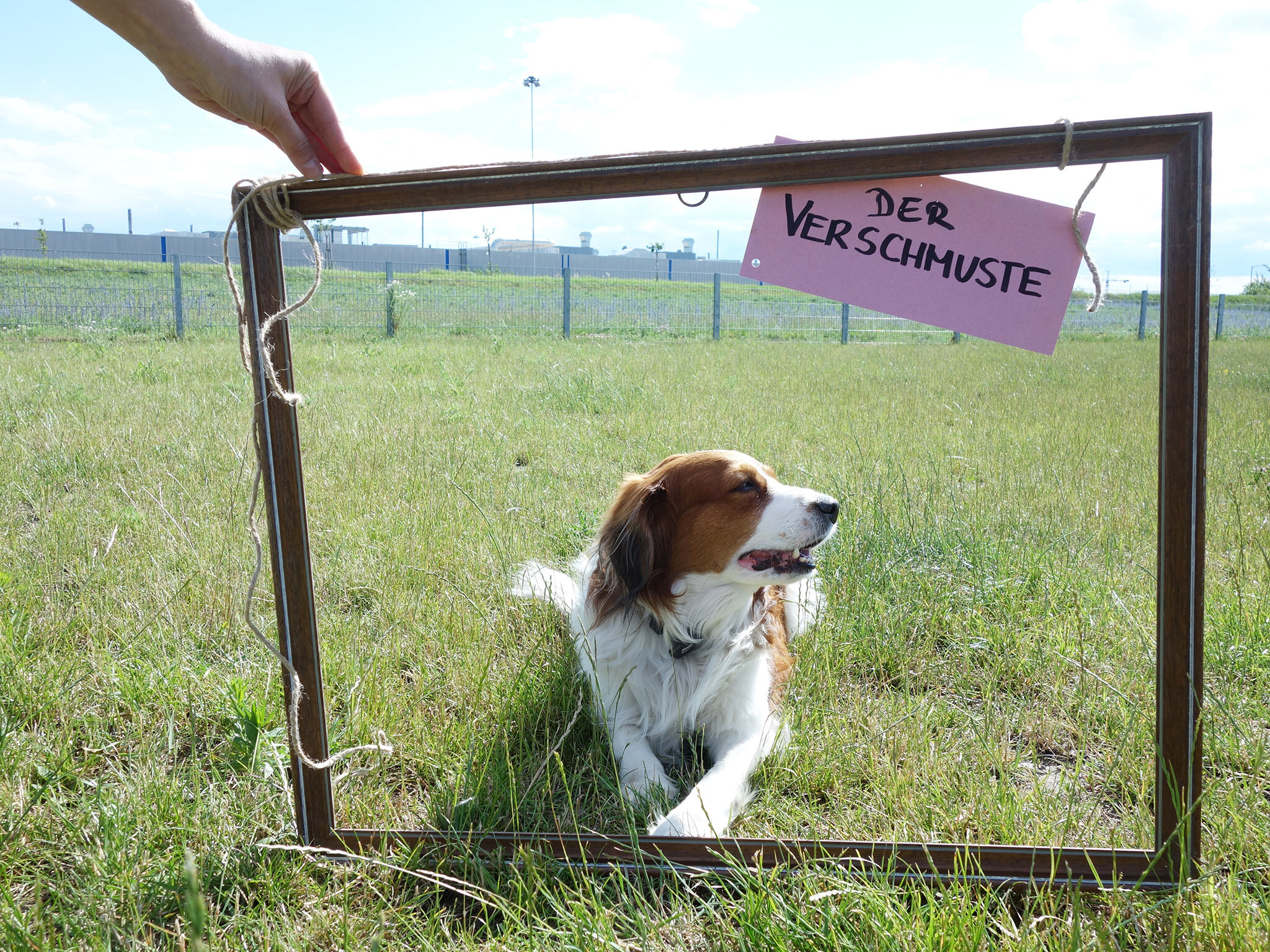 Hundetag in der Seestadt