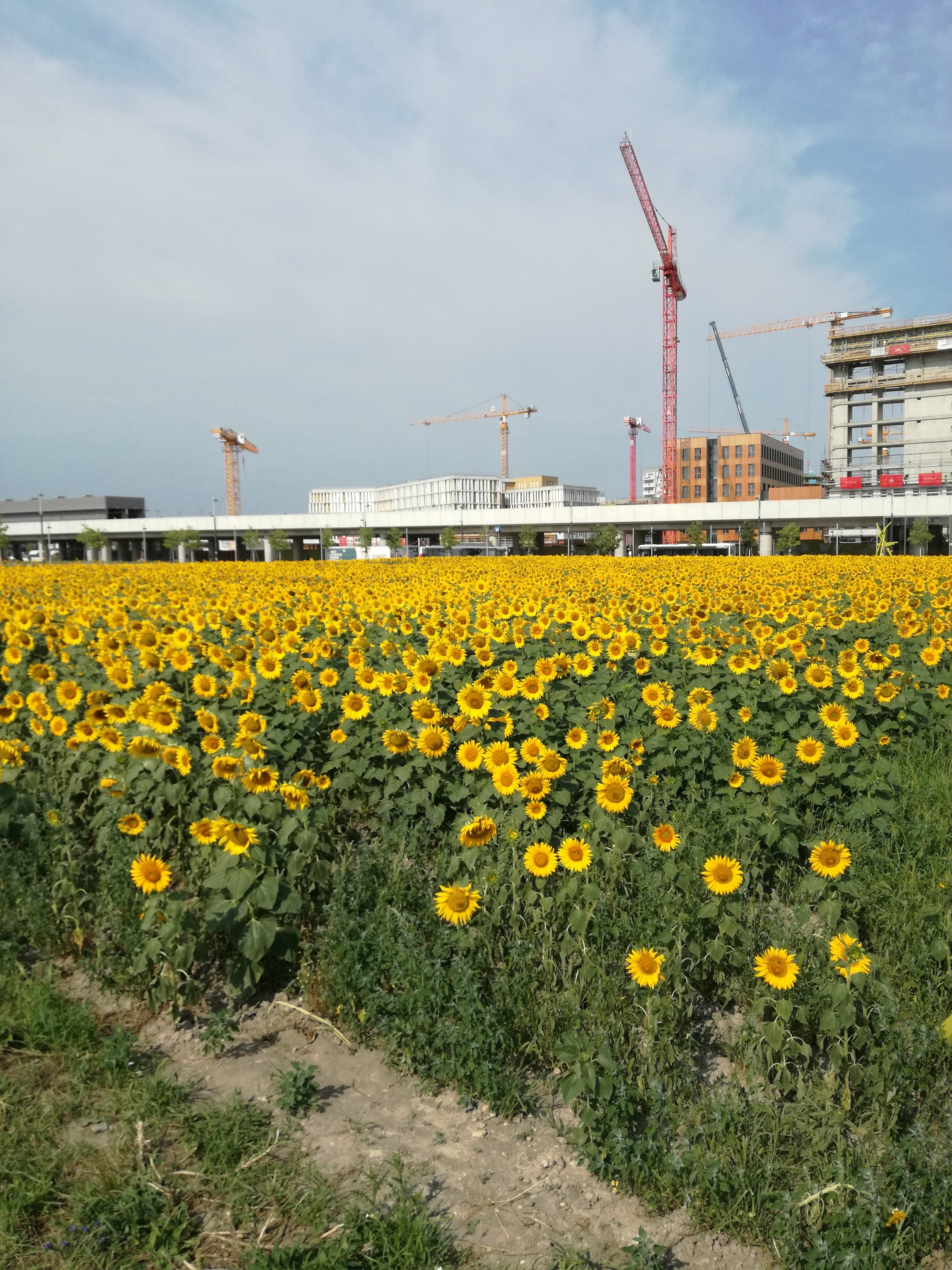 Holen Sie sich einen Strauß Sonnenblumen!