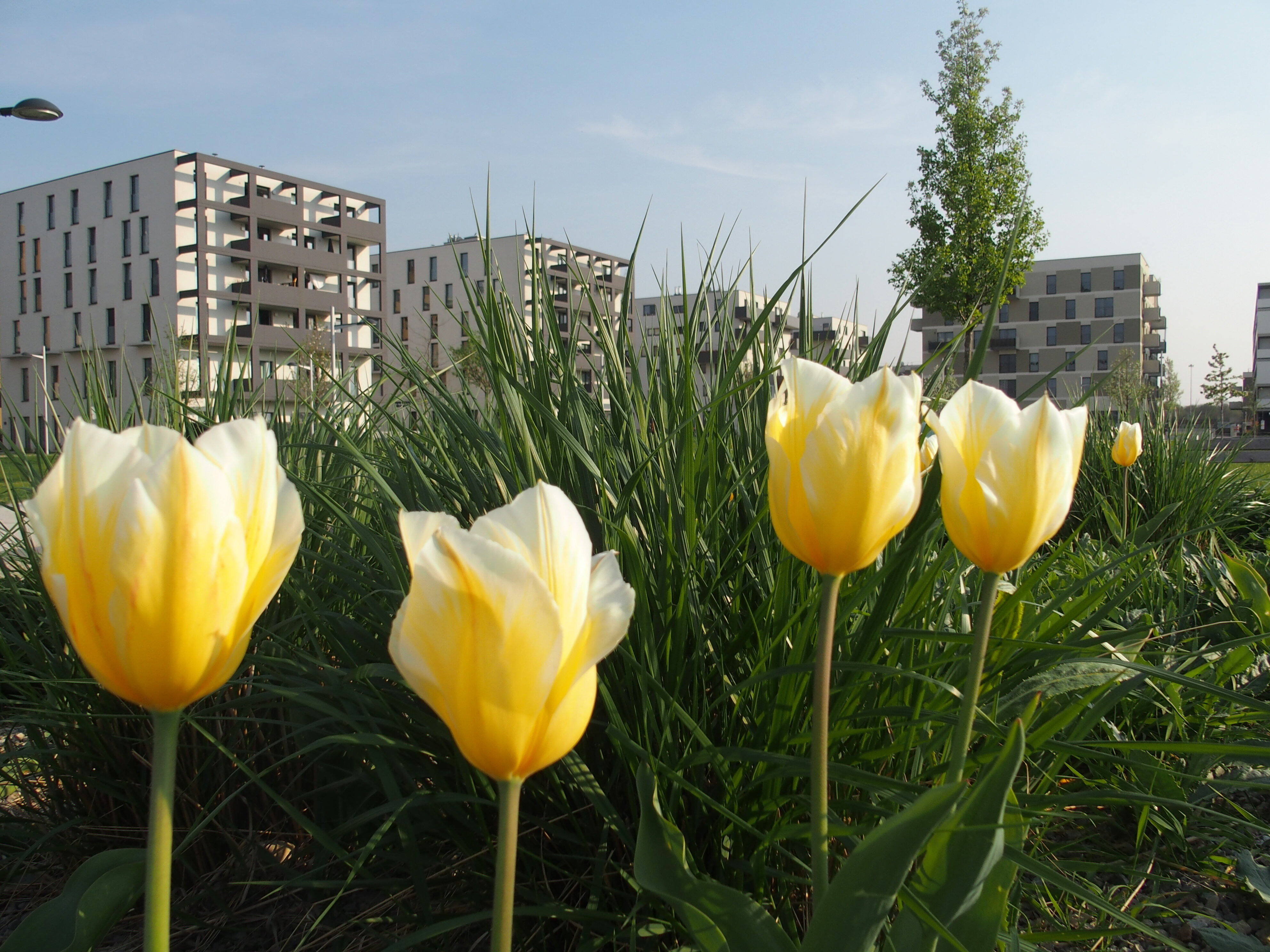 Seestadt in Bildern: Der Fühling ist da!