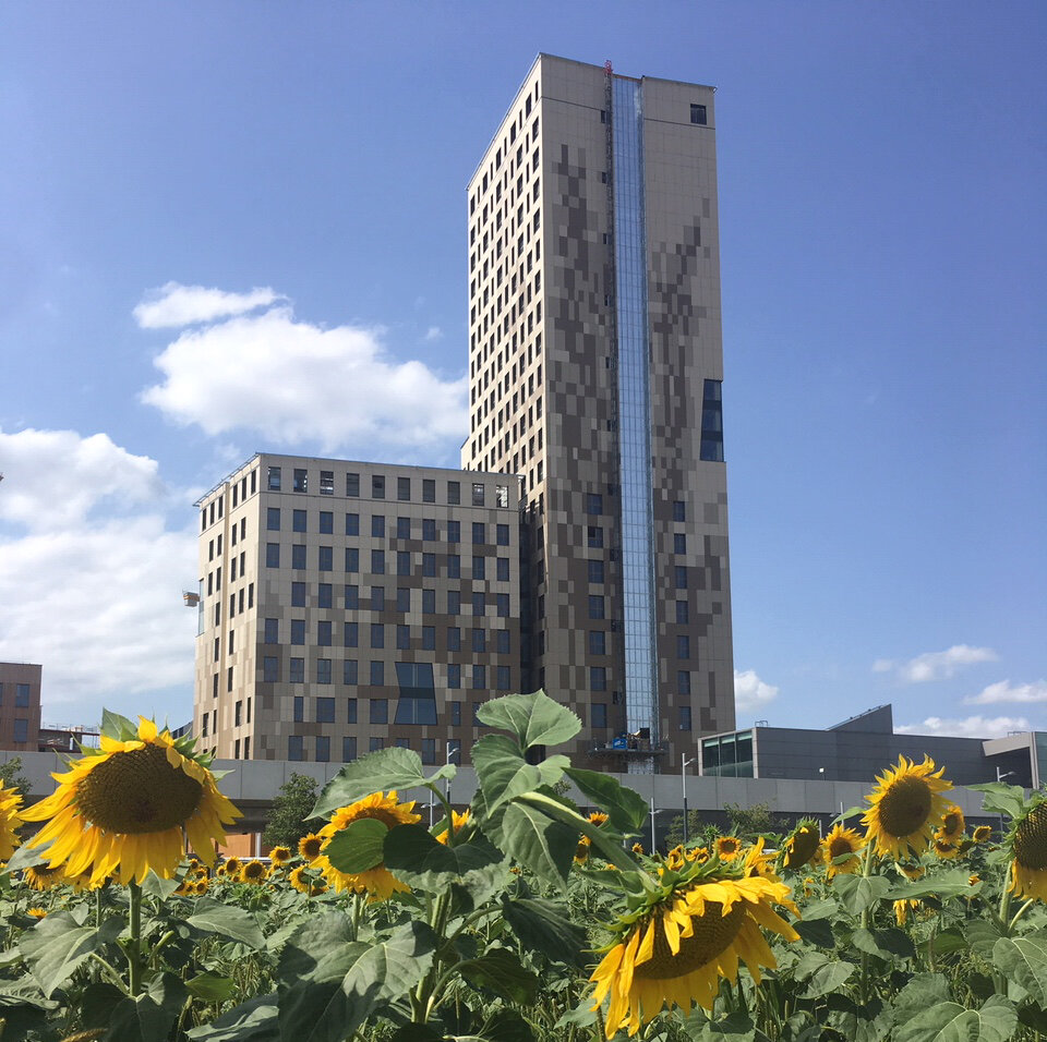 Sonnenblumen-Selbsterntefeld