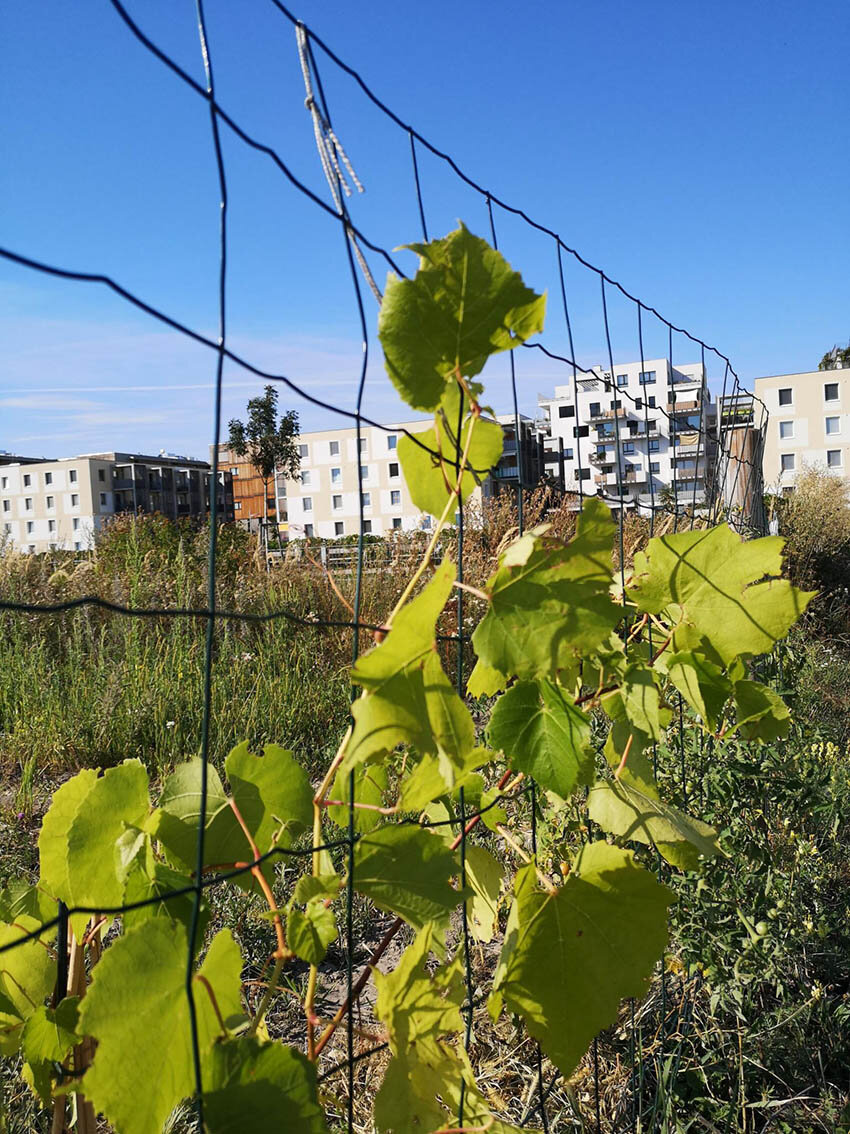 Weinrebe am Naschzaun