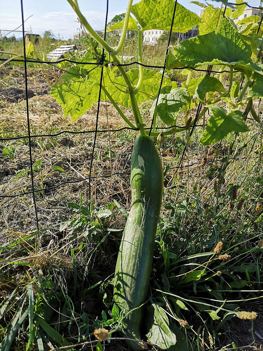 Rankgurke am Naschzaun