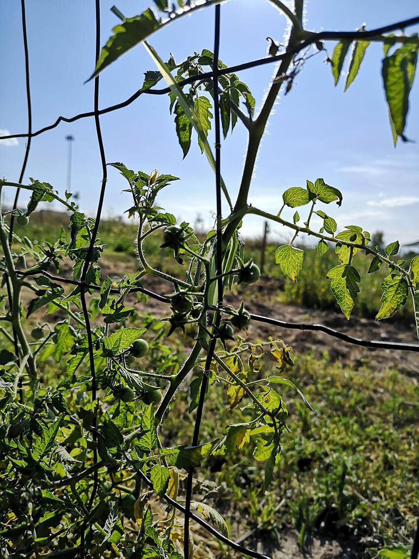 Tomaten am Naschzaun