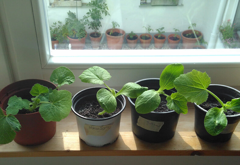 "Pflanz mi im Mai, kumm i glei"