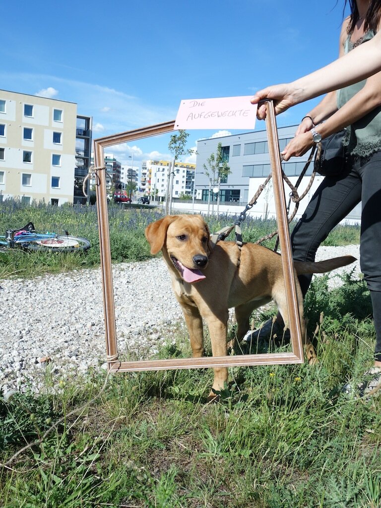 Auf den Hund gekommen