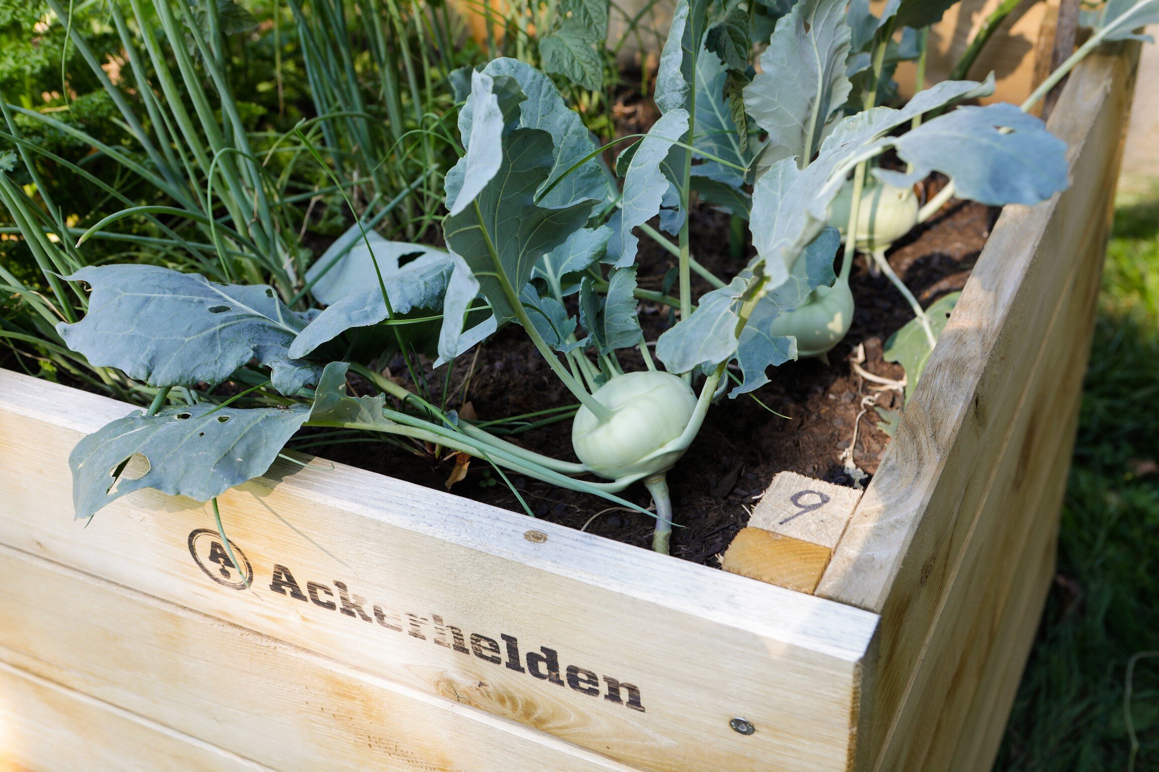 Seien Sie dabei: Ackerhelden-Hochbeete in der Seestadt zur freien Bewirtschaftung!