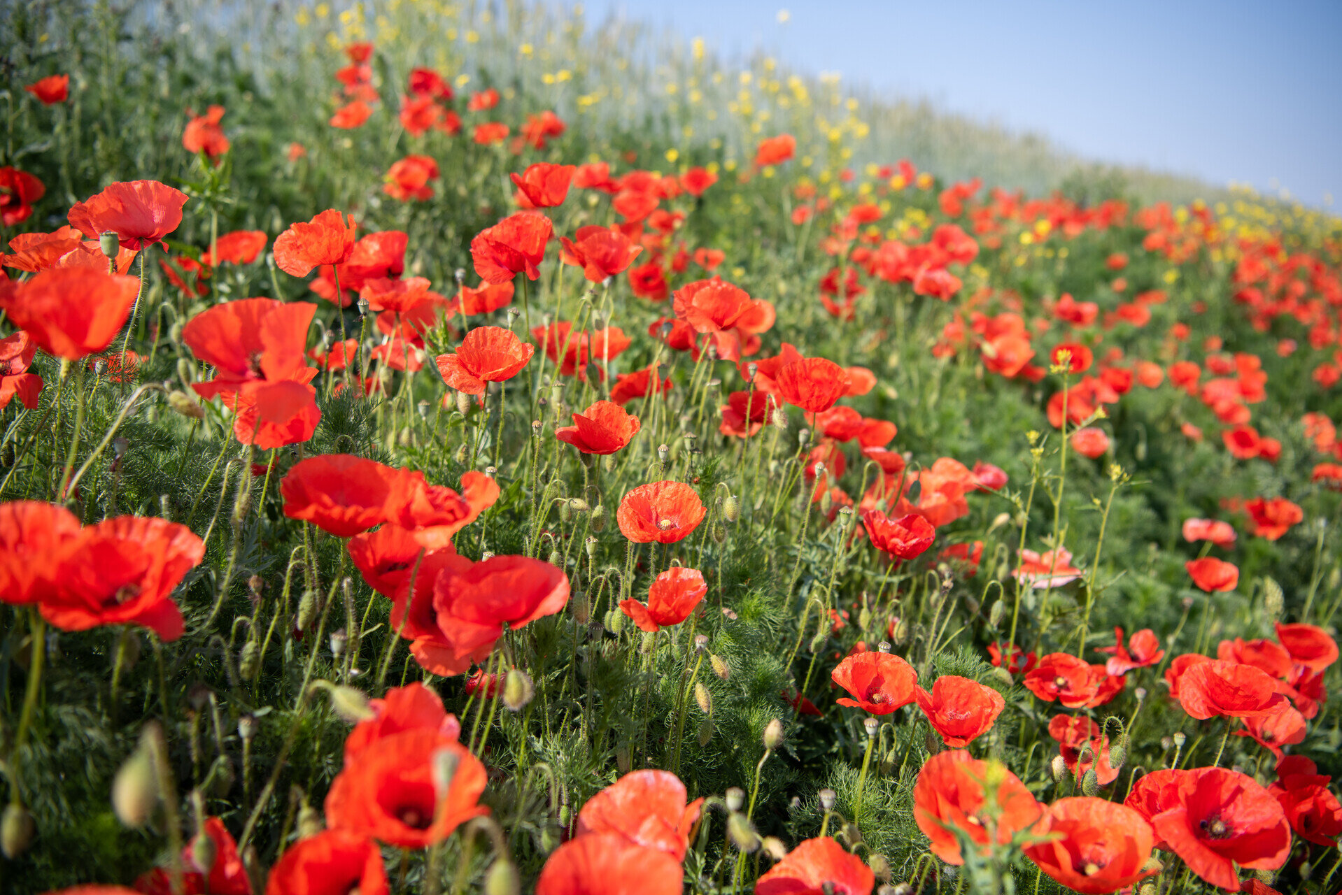 Ab in die Natur, auch ohne eigenes Auto