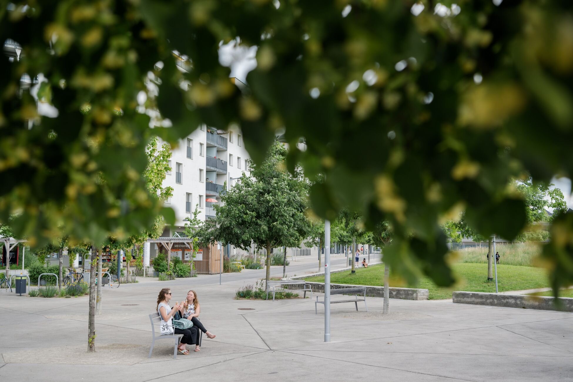 Wie Bäume leben retten - die Schwammstadt
