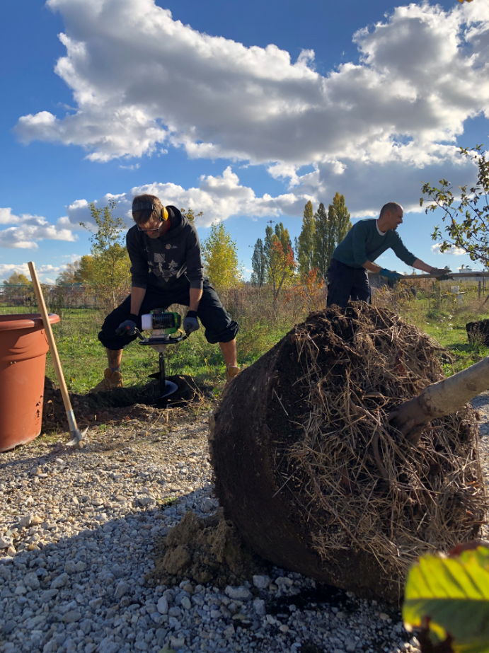 Baumpat*innen und Bäume