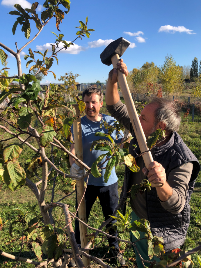 Baumpat*innen und Bäume