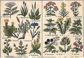 4. Gartensprechstunde: Wild- und Heilpflanzen rund um die Seestadt