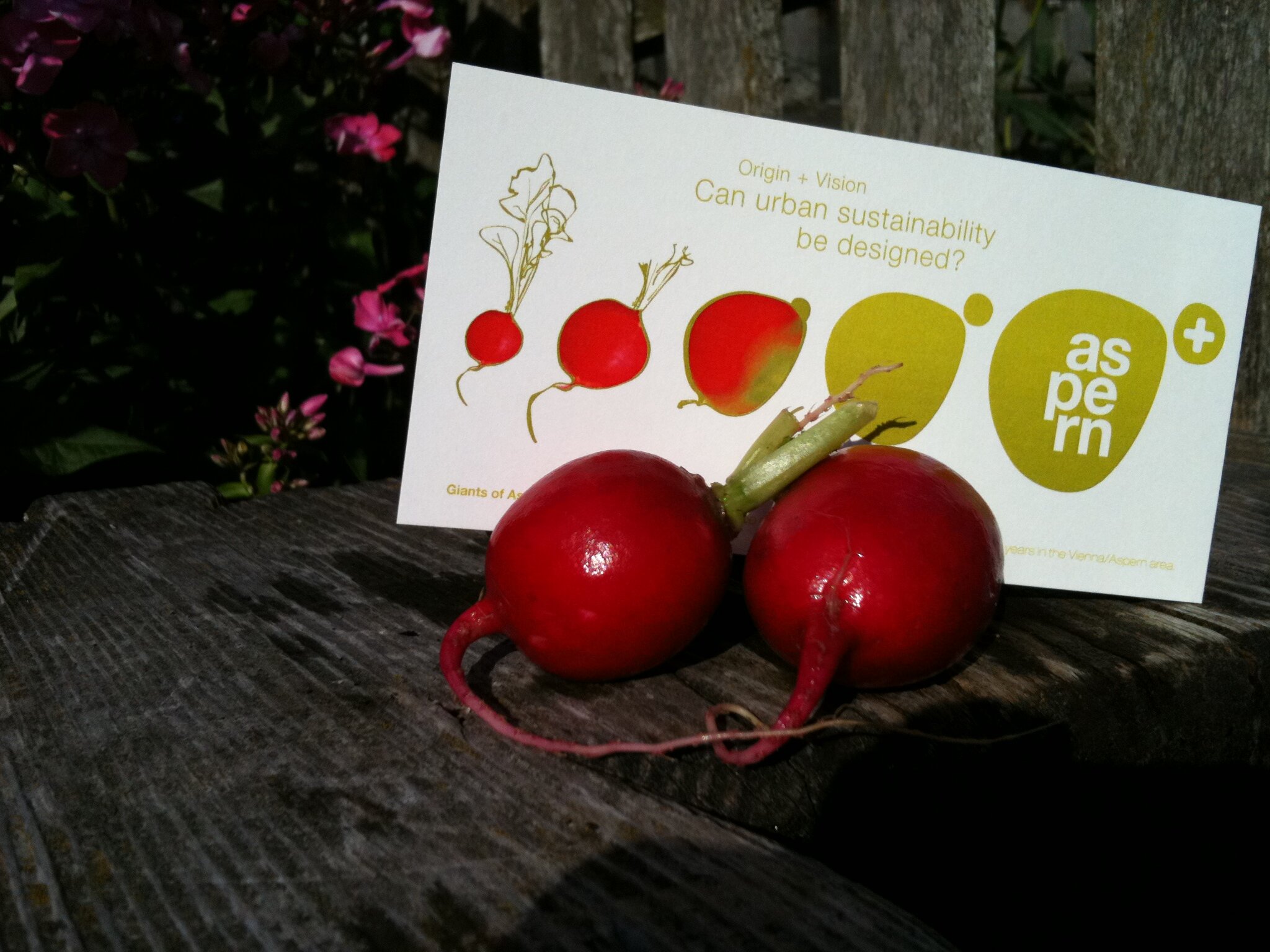 ex.alp: Radieschen auf Expedition