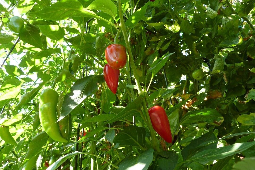 Die Baugruppe JAspern stellt sich vor