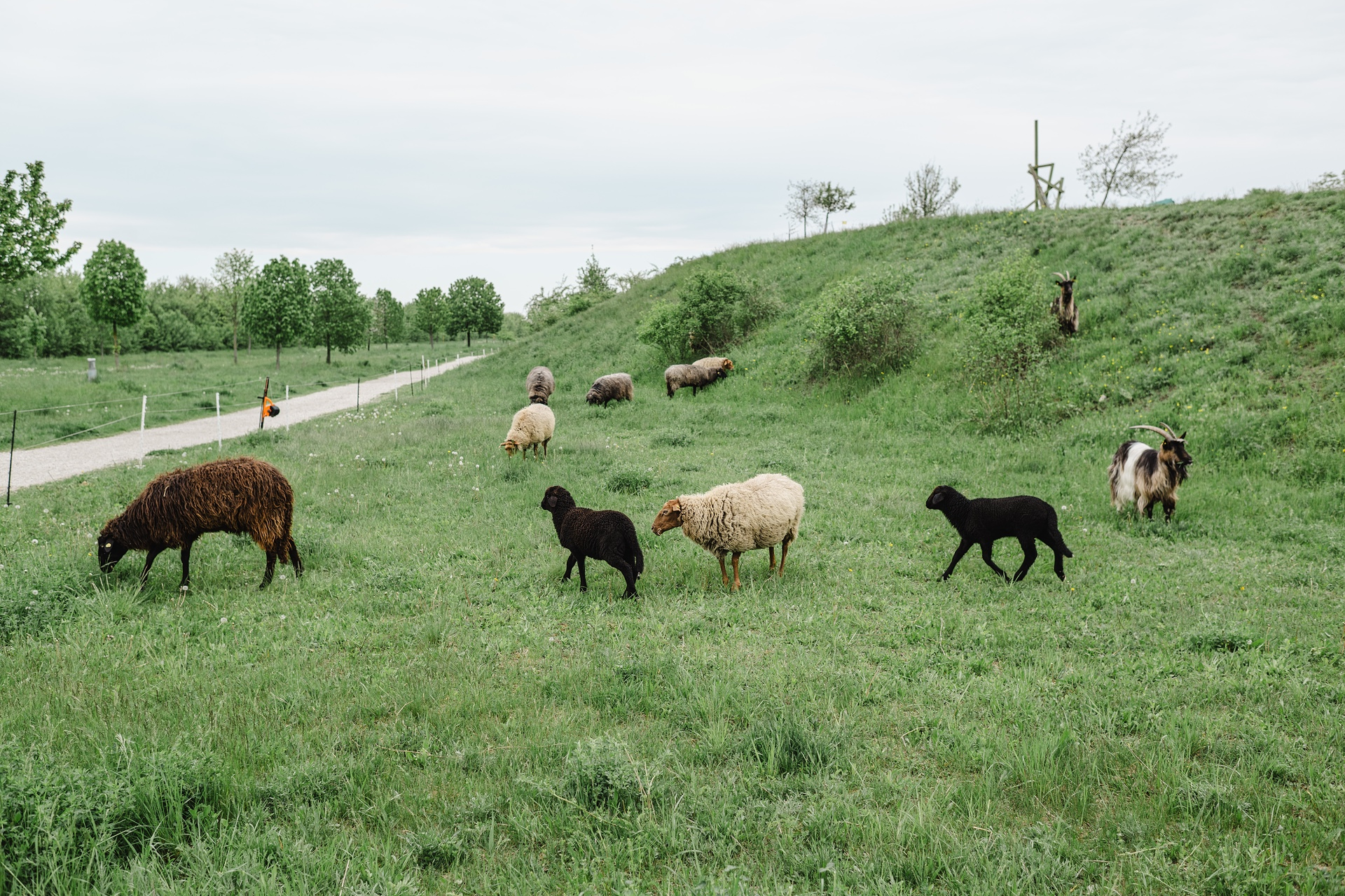 weiße und schwarze Schafe laufen über eine Wiese, ein Zaun und ein Weg ist zu sehen