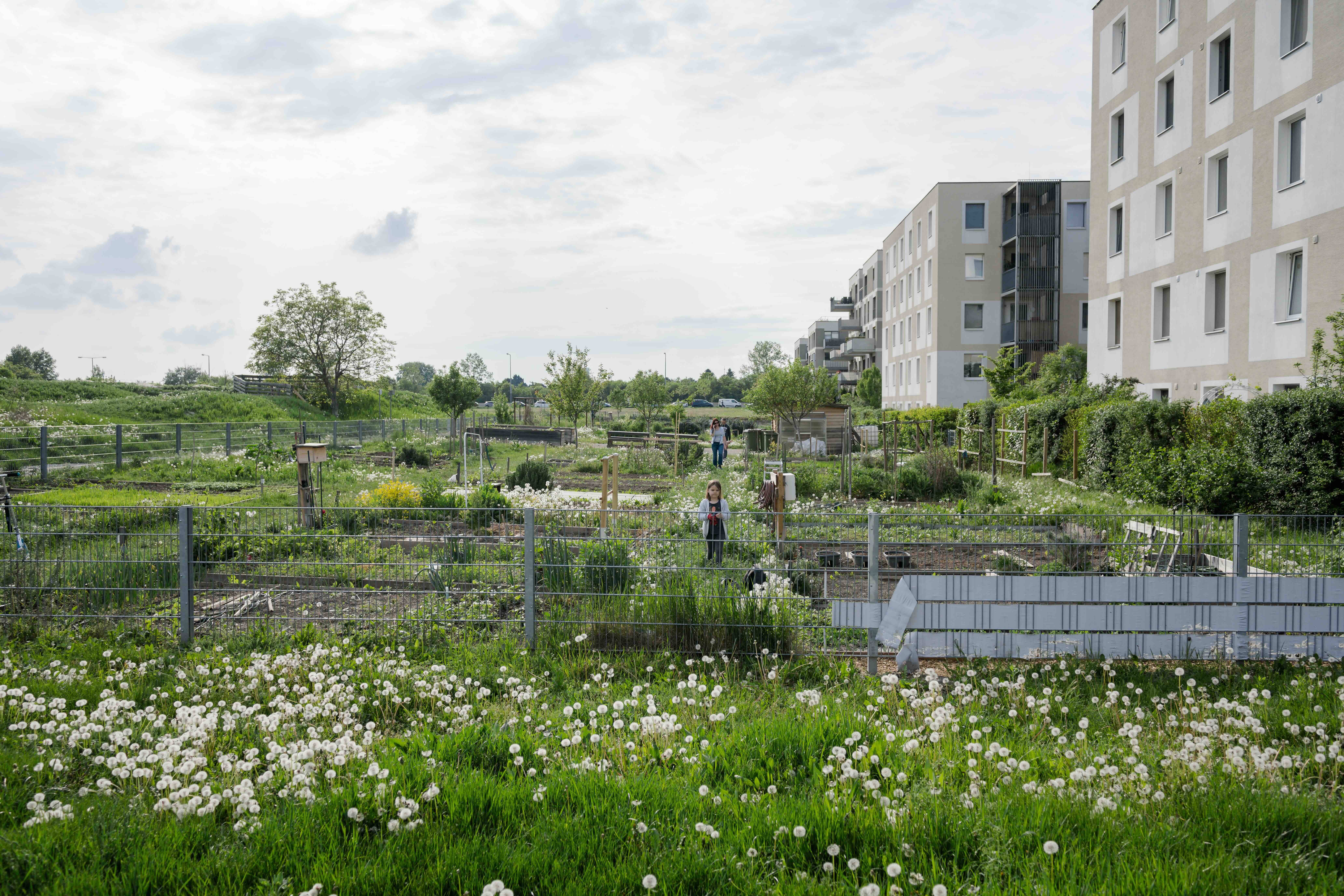 Urban Gardening in der Seestadt